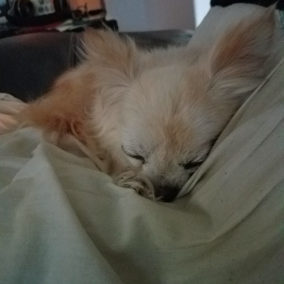 Meet your Posh Ambassador, Brandy - Picture 3 of 8